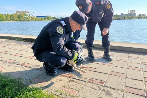 VIDEO Misiune de salvare mai puțin obișnuită a pompierilor tulceni