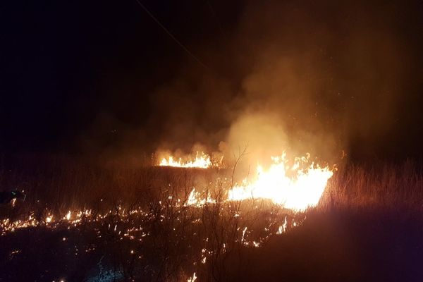 FOTO 4 hectare de viță de vie făcute scrum