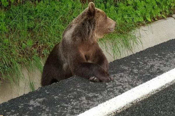 Doi copii, de 8 și 11 ani, atacați de un urs în județul Sibiu