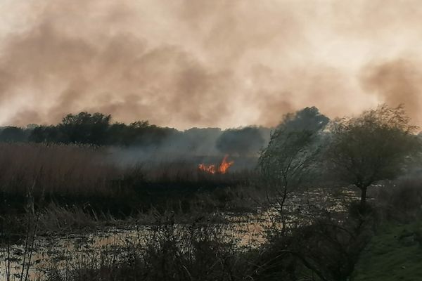 FOTO VIDEO Incendiu violent în Delta Dunării
