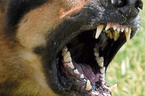 Tinere atacate pe stradă de un câine . Au intervenit jandarm