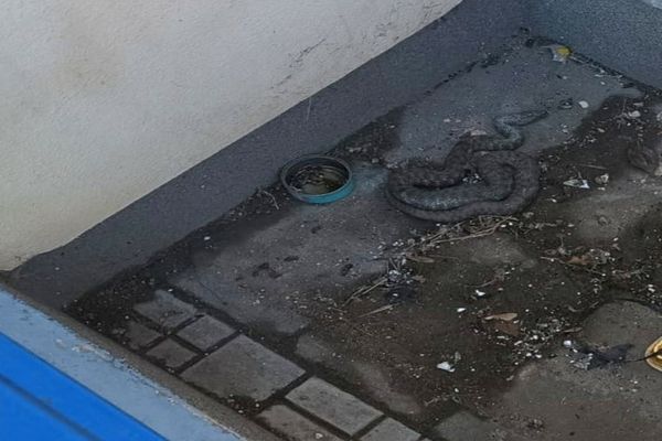 Panică  într-o zonă publică din Tulcea. Șarpe capturat de jandarmi 