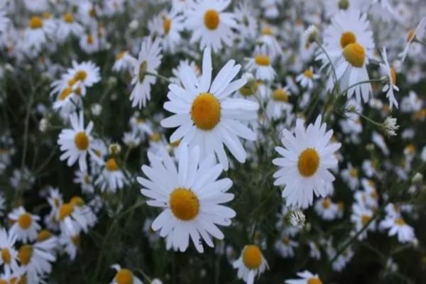 Prognoza meteo 23 iunie. Vreme ușor instabilă, temperaturile urcă la 29 de grade