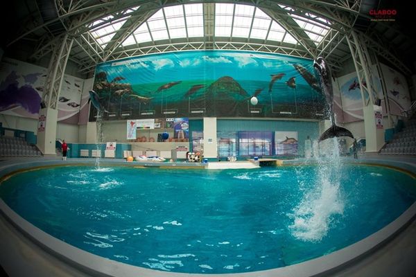 Delfinii aduşi din Harkov împreună cu Nini și Chan-Chan de la Constanţa vor avea spectacole în comun la Delfinariu