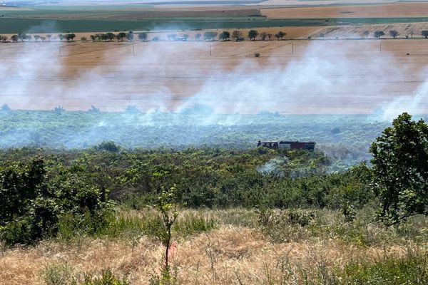 VIDEO Plantație de viță de vie în flăcări la Cataloi