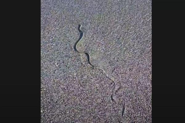 VIDEO Alertă pe litoral! Șerpi văzuți pe o plajă din Saturn 