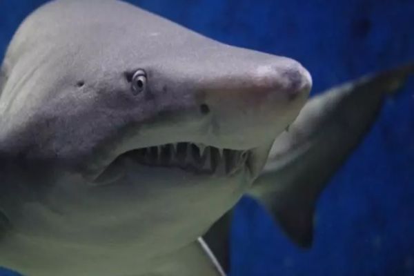 VIDEO RECHIN alungat cu mopul lângă o plajă din Turcia