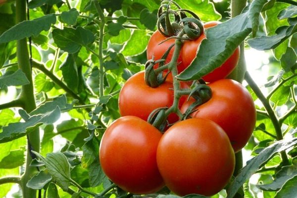 REVOLTĂTOR: roșiile românești ajung la GUNOI! România IMPORTĂ tomate din străinătate. REACȚIA ministrului Petre Daea