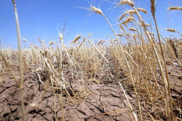 Peste 400 de mii de hectare afectate de SECETĂ în 34 de județe - Ce culturi sunt compromise