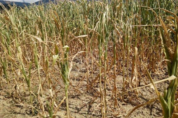 Seceta face prăpăd. Cea mai mică producție de porumb din 2015 până în prezent