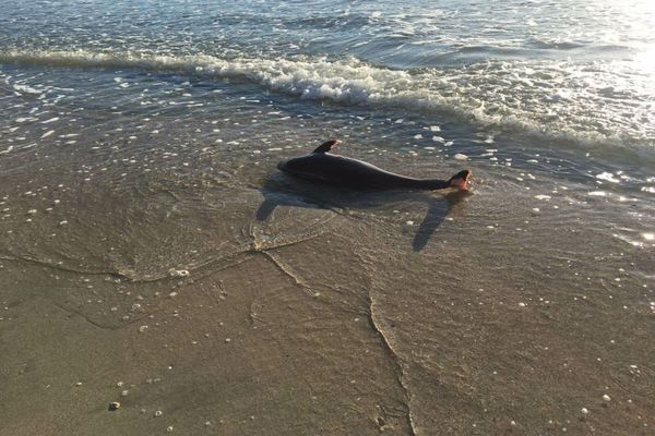 Tot mai mulți delfini MORȚI aduși de valuri pe plajele din România - Semnal de alarmă tras de biologi