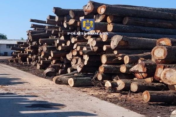 Sprijin pentru lemne la iarnă - Subvenţie de 150 de lei pentru fiecare metru cub! Planul Guvernului