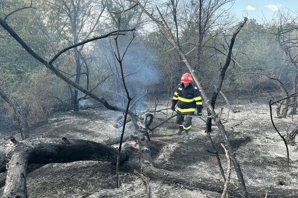 VIDEO Incendiu violent în pădurea  Bididia 