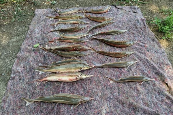 Prinși cu sturionii in portbagaj