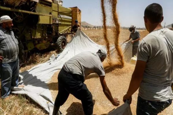 A început războiul GRÂULUI. Producătorii români, disperați de prețurile mai mici din Ucraina