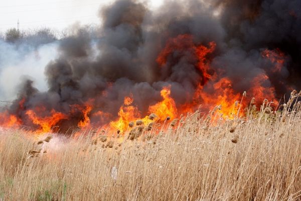 50 de hectare de vegetație uscată au ars în urma unui incendiu în Delta Dunării