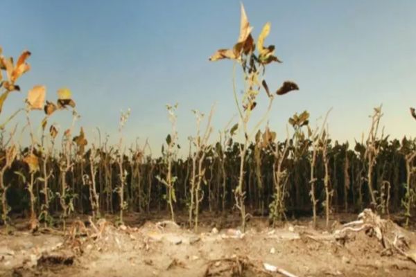 Efectele secetei, devastatoare în România. Aproape 460.000 de hectare din 35 de județe sunt afectate