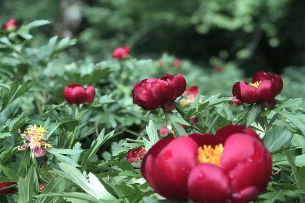 Bujorul a fost declarat Floare Naţională a României