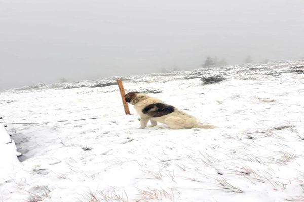 Munţii Ţarcu au fost acoperiţi de primul strat de nea din această toamnă