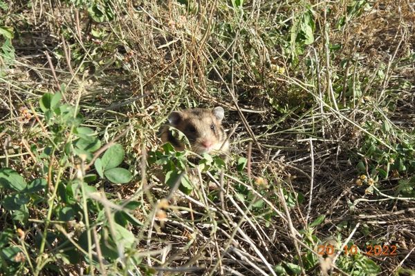 VIDEO Un animal rar a fost descoperit în Delta Dunării