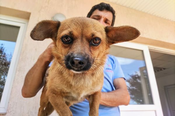 Campanie maraton de sterilizare a câinilor  și pisicilor din Tulcea