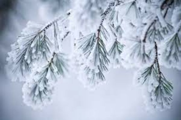 Ninsori și temperaturi în pragul înghețului 