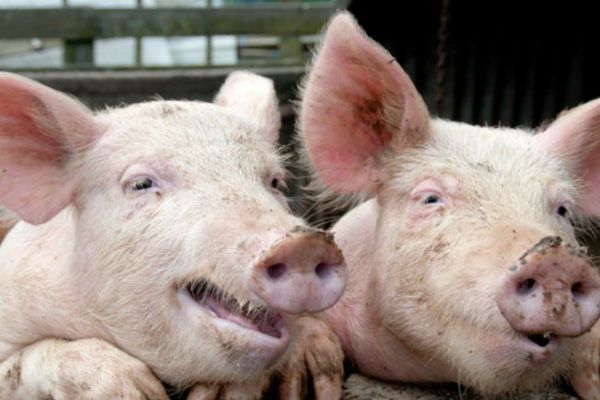 Un bărbat a murit după ce a fost sfâșiat de porcii din propria gospodărie