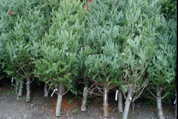 Cât costă brazii naturali de Crăciun. Prețurile anunțate de Romsilva