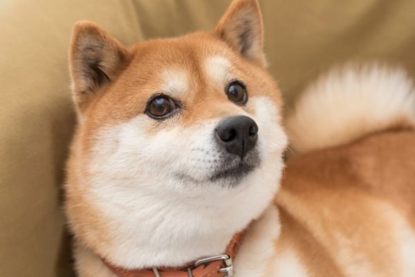 Japonezii vin la birou cu animalele de companie, ca să fie mai fericiți