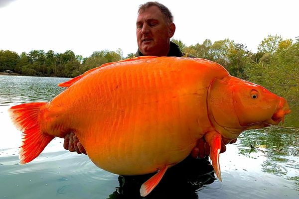 A fost prins cel mai mare "peștișor" auriu din lume