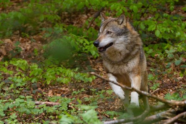 Lupul va fi reintrodus în Munţii Măcinului
