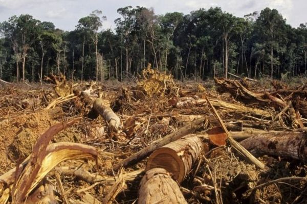 Complici la defrișarea României. Pădurile, pustiite din indolența statului - interesele obscure ale austriecilor