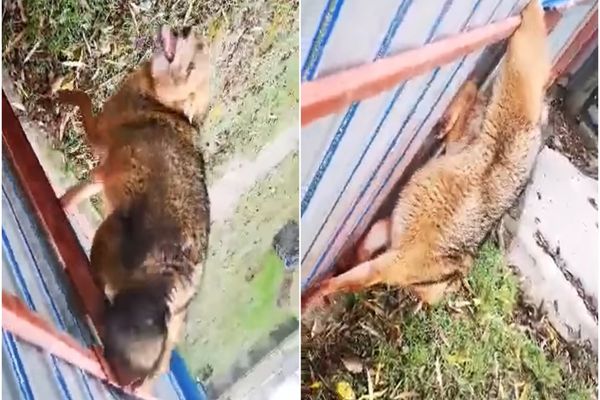 VIDEO Șacalii atacă gospodăriile din Delta Dunării