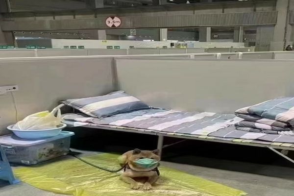 Chinezii au trimis un cățel în carantină