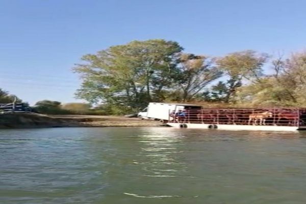 VIDEO  ONG:”Caii din Delta Dunării ajung pe masa de Crăciun.” Ce spun autoritățile