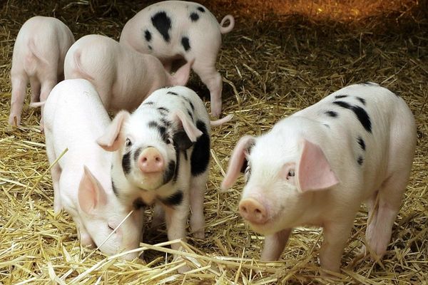 Carnea de porc, un lux din import de Crăciun - Anunțul fermierilor români - Producția, decimată de pesta porcină africană