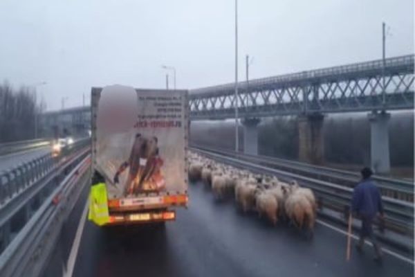"Transhumanță" în Dobrogea. Ciobani amendați după ce au intrat cu oile pe Autostrada Soarelui
