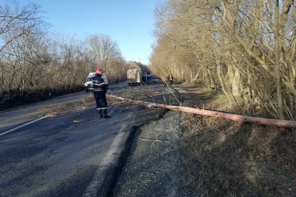 FOTO Copac prăbușit peste un microbuz pe DN 22