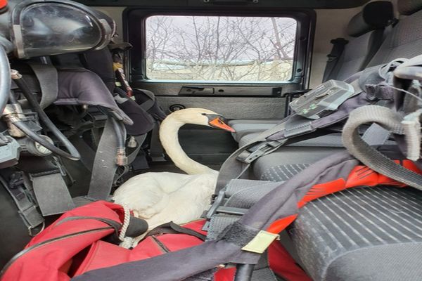 Lebădă salvată de la îngheț, în "misiune" cu pompierii la stingerea unui incendiu