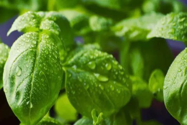 Busuiocul și puterile sale vindecătoare - 6 efecte magice