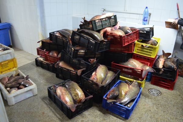 Buzoian prins cu Mercedesul plin cu pește fără documente, în Delta Dunării