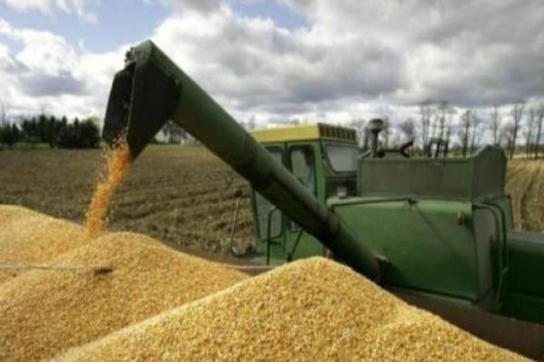 Cerealele din România, refuzate la export, din cauza contaminării cu organisme modificate genetic