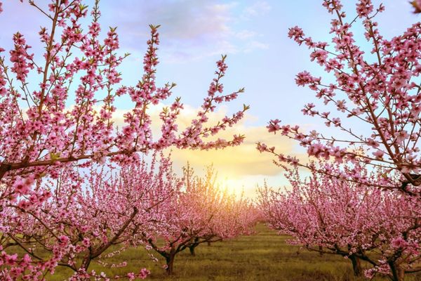 Vremea 8 aprilie. Temperaturile cresc în majoritatea zonelor țării