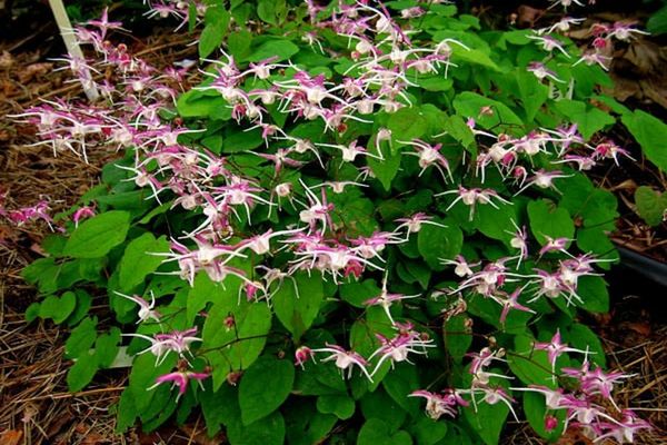 Ce este iarba Țapului - planta care are un efect uluitor asupra bărbaților