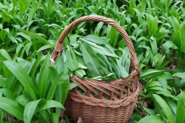 Alimentul de primăvară care face MINUNI pentru stomac, inimă și plămâni