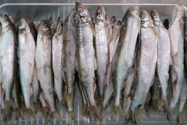 Cum îți dai seama dacă peștele pe care îl cumperi este proaspăt: "Acordați o atenție deosebită acestui aspect"