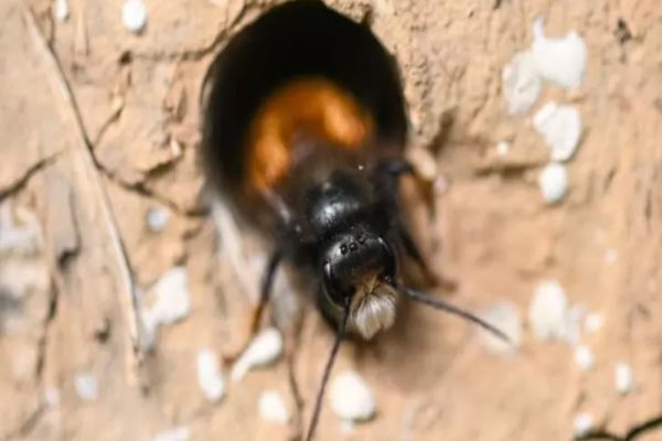 VAMPIRUL albinelor face ravagii. Alertă printre apicultorii români