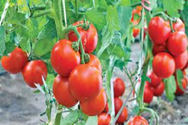 Trucul simplu prin care poți face diferența între o roșie toxică și una coaptă natural