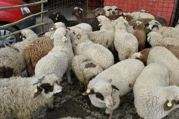Tulcea. Transport ilegal de miei depistat în trafic.Transportatorul, proprietarul şi medicul veterinar, amendaţi