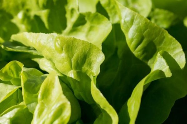 Detoxifierea de după mesele copioase de Paște! Trei rețete de salată delicioase și rapid de pregătit